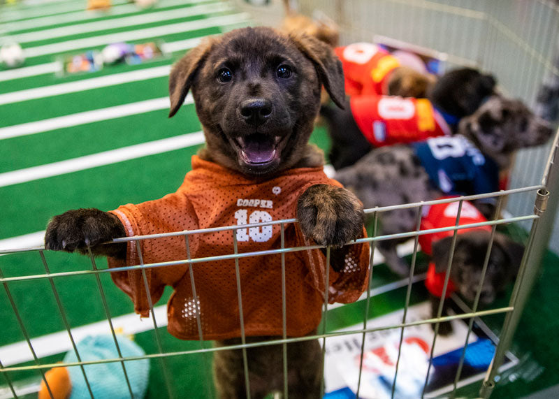 austin humane society puppy with football jersey