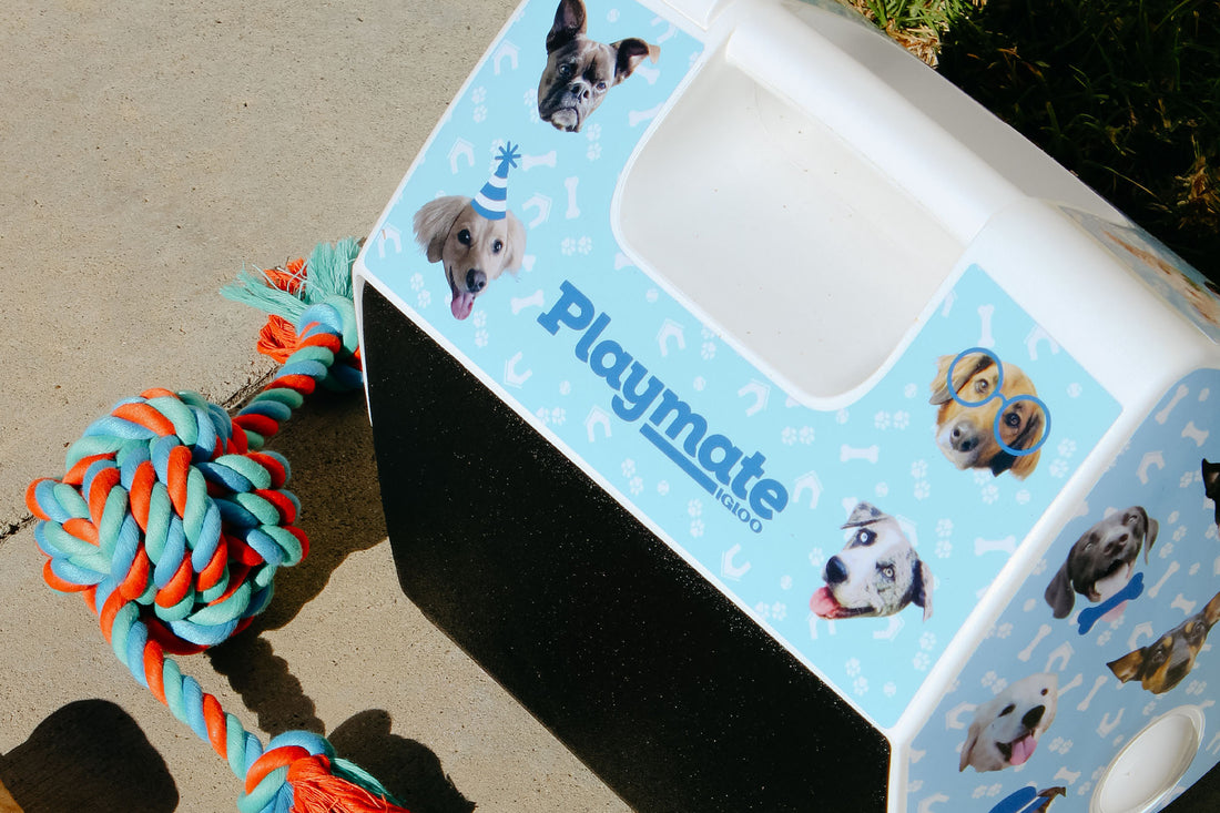 Custom Igloo Playmate Wrap that shows pictures of dogs.